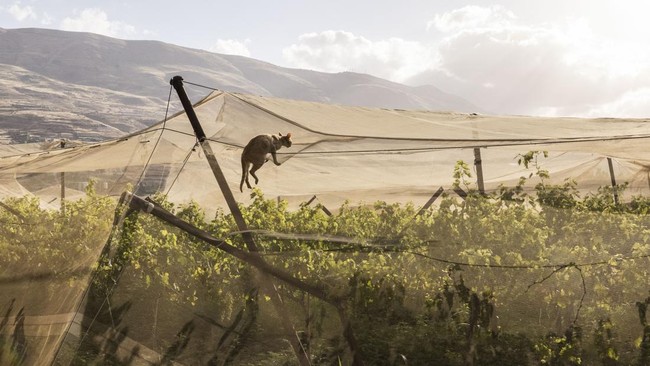 A cat climbs a greenhouse net in the agricultural town of Al-Nasariya, in the Israeli-occupied West Bank on May 20, 2026. (Photo by JOHN WESSELS / AFP)