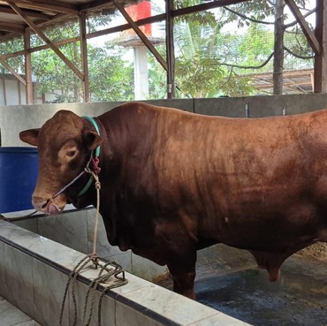 Soal Pahala Kurban, Pilih Sapi Patungan atau Kambing Sendiri? Ini Penjelasannya
