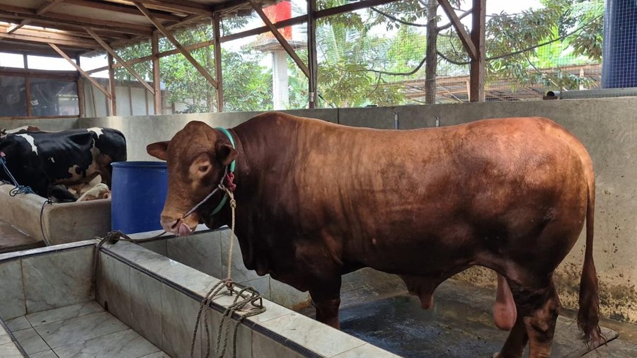 Sapi bernama Bobi yang jadi hewan kurban Prabowo di Serang &lpar;Arief&sol;detikcom&rpar;