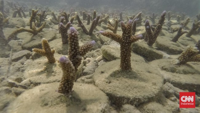 Di perairan Pulau Tidung, Jakarta, langkah-langkah kecil generasi muda menyatu dengan ombak dalam kegiatan edukasi pelestarian ekosistem laut.