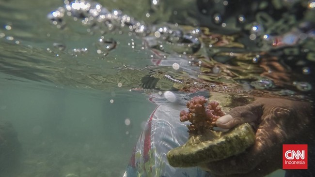 Di perairan Pulau Tidung, Jakarta, langkah-langkah kecil generasi muda menyatu dengan ombak dalam kegiatan edukasi pelestarian ekosistem laut.