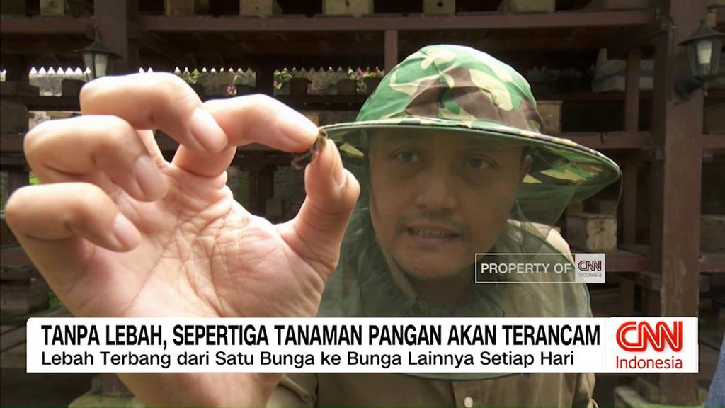VIDEO: Lebah, Penjaga Ketahanan Pangan Dunia