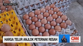 Harga Telur Anjlok hingga Rp21 Ribu, Peternak Resah