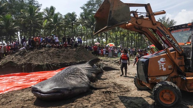Petugas memindahkan Hiu Tutul (Rhincodon typus) yang telah mati untuk dilakukan autopsi dan penguburan di Pantai Banjarsari, Nusawungu, Cilacap, Jawa Tengah, Sabtu (23/5/2026). Seekor Hiu Tutul dengan panjang 4,5 meter dan berat mencapai 1 ton, ditem