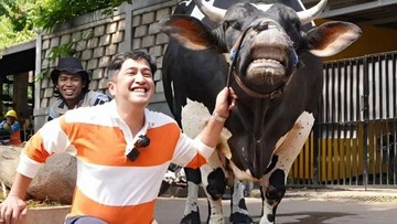 Berita Seputar Selebriti Insertlive Terkini : Ingat Lagi Sapi Kurban Unik Para Artis pada Iduladha Tahun Lalu, Dari Pilihan Ricis hingga Dilema Irfan Hakim