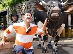 Ingat Lagi Sapi Kurban Unik Para Artis pada Iduladha Tahun Lalu, Dari Pilihan Ricis hingga Dilema Irfan Hakim