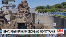 Nekat, Penyusup Masuk ke Kandang Monyet "Punch"