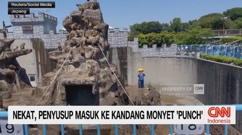 Nekat, Penyusup Masuk ke Kandang Monyet "Punch"