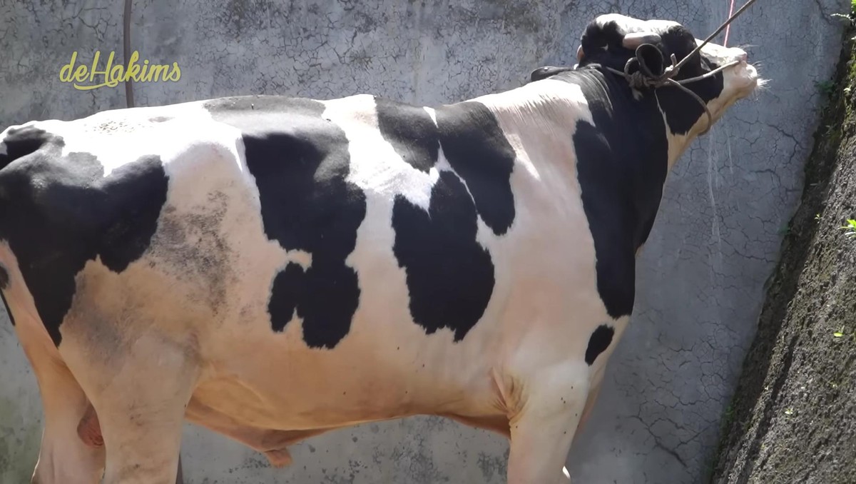 Sapi kurban Seskab Teddy yang dipesan di Irfan Hakim