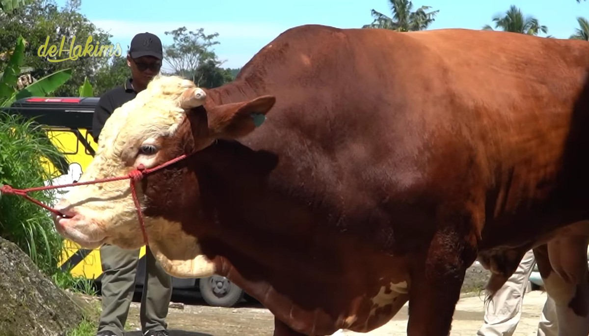 Sapi kurban Seskab Teddy yang dipesan di Irfan Hakim