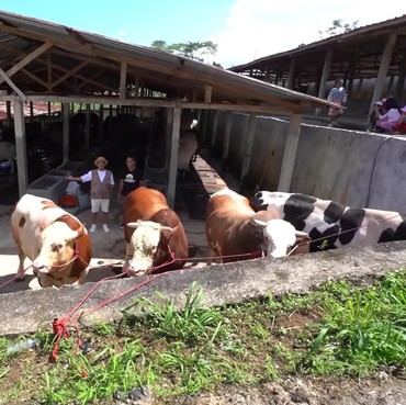 Seskab Teddy Indra Wijaya Beli 5 Ekor Sapi Kurban di Irfan Hakim, Ini Potretnya!