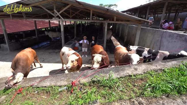 Seskab Teddy Indra Wijaya Beli 5 Ekor Sapi Kurban di Irfan Hakim, Ini Potretnya!