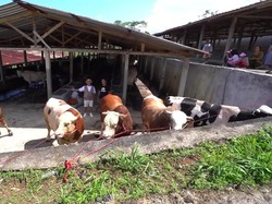 Seskab Teddy Indra Wijaya Beli 5 Ekor Sapi Kurban di Irfan Hakim, Ini Potretnya!