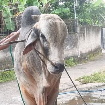Perawatan 'Mbah Iran' Sapi Kurban Prabowo Seharga Rp90 Juta yang Disorot, Dirawat Dokter