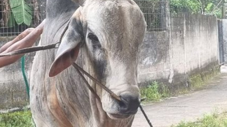 sapi prabowo