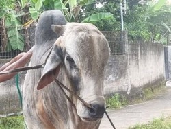 Perawatan 'Mbah Iran' Sapi Kurban Prabowo Seharga Rp90 Juta yang Disorot, Dirawat Dokter