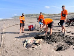 Bangkai Penyu Jumbo Terdampar di Pantai Parangkusumo Bantul
