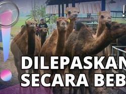 Impor 7 Ekor Unta, Pemilik Peternakan di Mojokerto Ungkap Perawatannya