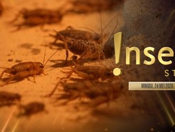 Insert Story: Ternak Jangkrik di Banyuwangi, Marshel Widianto Jadi Manusia Silver 