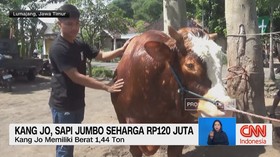 Sapi Pilihan Presiden Prabowo