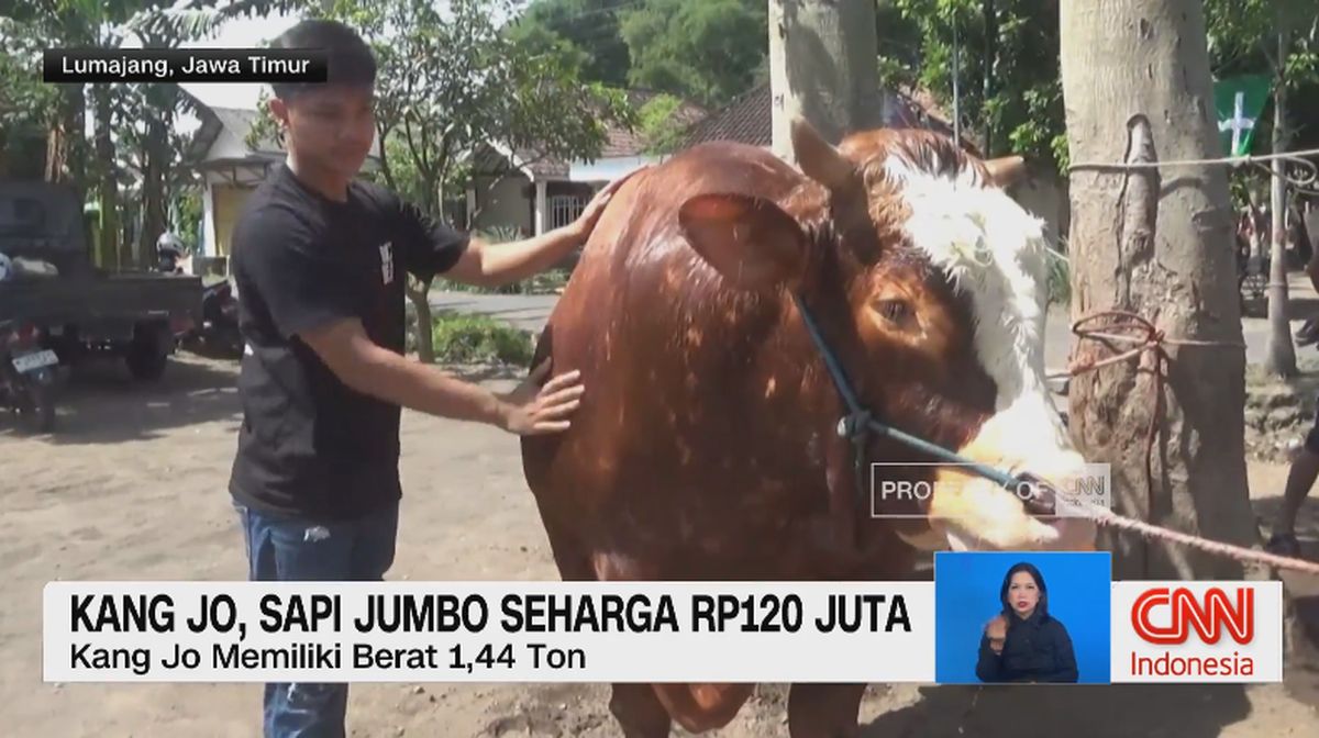VIDEO: Sapi Kurban Pilihan Presiden Prabowo