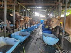 Seorang Panitia Kurban di Banjarmasin: Minat Kurban Turun, Faktor Ekonomi!