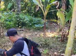 Ngeri, Ular King Cobra 3,5 Meter Masuk Permukiman Warga di Tabanan