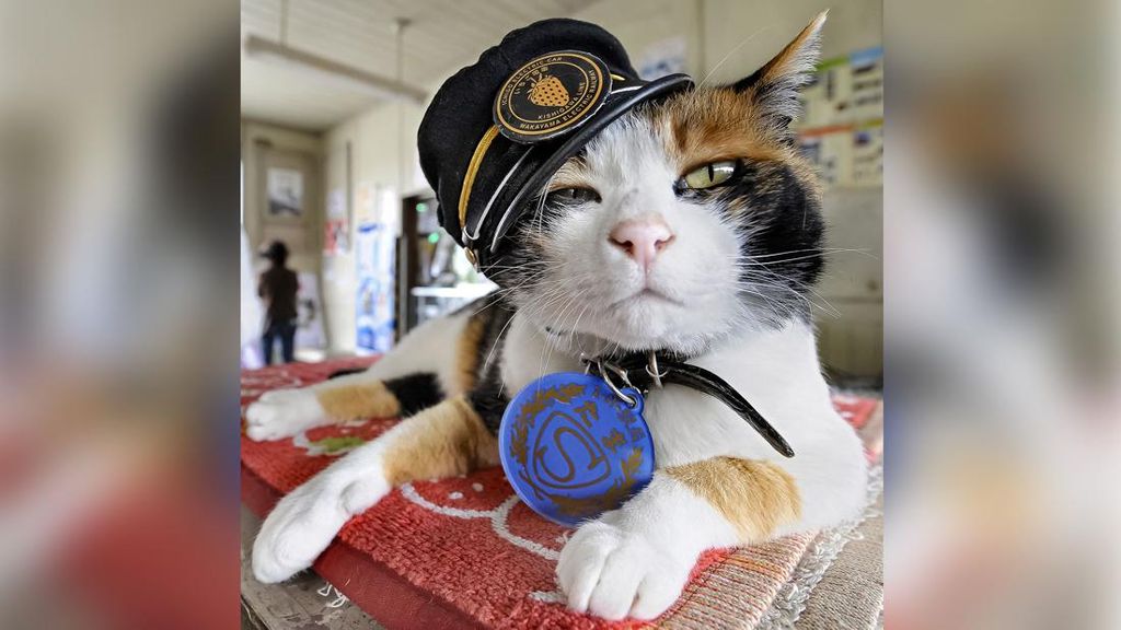 Cerita Lucu Kucing Calico Jadi Manajer Stasiun Kereta di Jepang