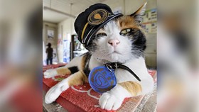 Kucing bernama Yontama ditunjuk jadi manajer stasiun Kereta Kishi di wilayah barat Jepang pada Januari lalu.
