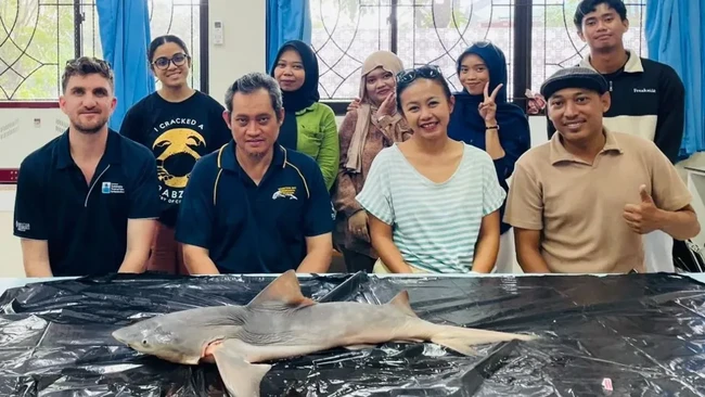 Tim peneliti gabungan menemukan kembali populasi Hiu Gangga (Glyphis gangeticus), spesies hiu air tawar yang dianggap nyaris hilang dari perairan dunia. ANTARA/HO-Unhas