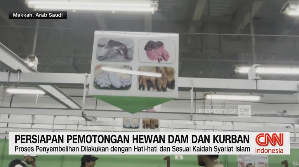 VIDEO: Persiapan Pemotongan Hewan Dam dan Kurban