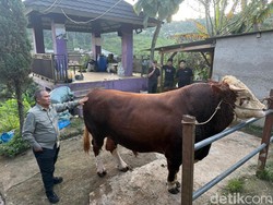 Sapi Prabowo Bakal Disembelih di Daerah Langganan Banjir Bandung