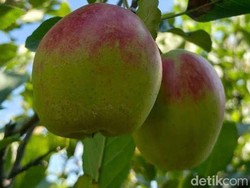 Varietas Analagi Diharap Mampu Selamatkan Buah yang Jadi Ikon Kota Batu