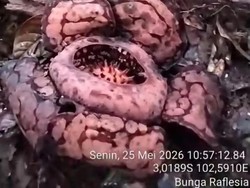Bunga Rafflesia Hasseltii Mekar Sempurna Ditemukan di Hutan Muratara
