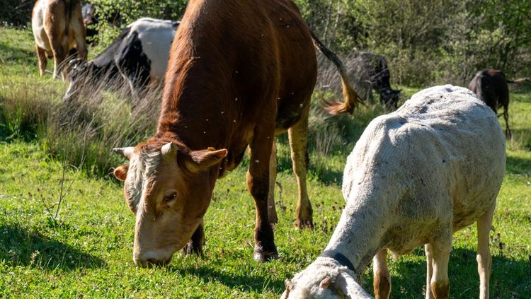 Herd of cows grazing freely on a lush green meadow in the countryside during the spring season&period; Peaceful rural landscape symbolizing traditional livestock farming&comma; agriculture&comma; and preparations for Eid al-Adha &lpar;Kurban Bayram&inodot;&rpar;&period; Natural village life with sacrificial animals in an open pasture under sunny daylight&period;