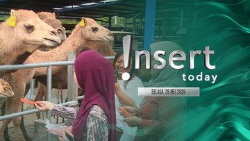 Berita Seputar Selebriti Insertlive Terkini : Insert Today: Ada Unta di Mojokerto, Peternak Fokus Jaga Kondisi Kulit