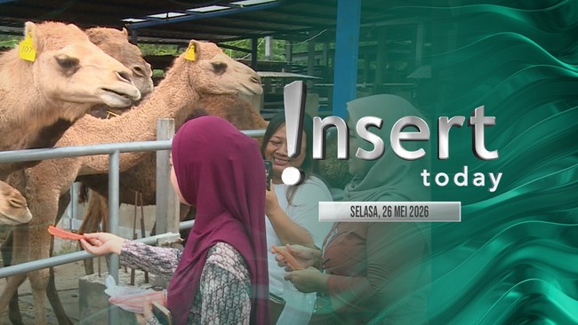Insert Today: Ada Unta di Mojokerto, Peternak Fokus Jaga Kondisi Kulit