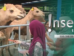 Insert Today: Ada Unta di Mojokerto, Peternak Fokus Jaga Kondisi Kulit