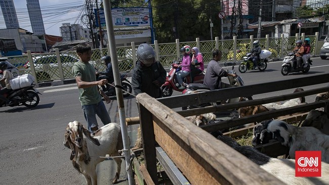 Menjelang Hari Raya Idul Adha 1447 Hijriah, aktivitas jual beli hewan kurban di kawasan Pasar Kambing Tanah Abang, Jakarta Pusat, mengalami peningkatan signifikan pada Selasa (26/5/2026). Sejak pagi hari, para calon pembeli mulai berdatangan untuk me