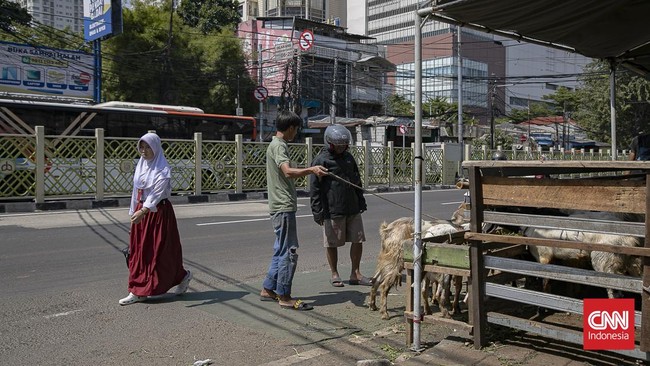 Menjelang Hari Raya Idul Adha 1447 Hijriah, aktivitas jual beli hewan kurban di kawasan Pasar Kambing Tanah Abang, Jakarta Pusat, mengalami peningkatan signifikan pada Selasa (26/5/2026). Sejak pagi hari, para calon pembeli mulai berdatangan untuk me