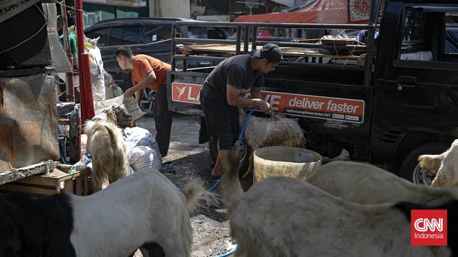 Menjelang Hari Raya Idul Adha 1447 Hijriah, aktivitas jual beli hewan kurban di kawasan Pasar Kambing Tanah Abang, Jakarta Pusat, mengalami peningkatan signifikan pada Selasa (26/5/2026). Sejak pagi hari, para calon pembeli mulai berdatangan untuk me