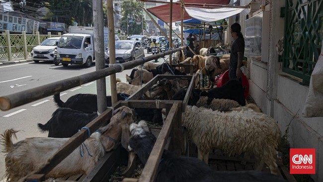Menjelang Hari Raya Idul Adha 1447 Hijriah, aktivitas jual beli hewan kurban di kawasan Pasar Kambing Tanah Abang, Jakarta Pusat, mengalami peningkatan signifikan pada Selasa (26/5/2026). Sejak pagi hari, para calon pembeli mulai berdatangan untuk me