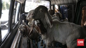 Menjelang Hari Raya Idul Adha 1447 Hijriah, aktivitas jual beli hewan kurban di kawasan Pasar Kambing Tanah Abang, Jakarta Pusat, mengalami peningkatan signifikan pada Selasa (26/5/2026). Sejak pagi hari, para calon pembeli mulai berdatangan untuk me