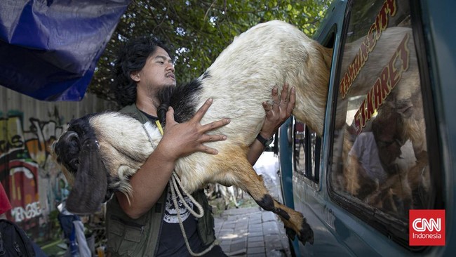 Menjelang Hari Raya Idul Adha 1447 Hijriah, aktivitas jual beli hewan kurban di kawasan Pasar Kambing Tanah Abang, Jakarta Pusat, mengalami peningkatan signifikan pada Selasa (26/5/2026). Sejak pagi hari, para calon pembeli mulai berdatangan untuk me