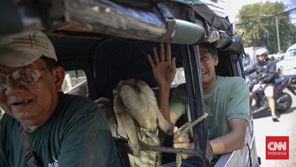 FOTO: Kambing Naik Bajaj, Pemandangan Khas H-1 Iduladha di Tanah Abang