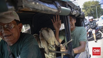 FOTO: Kambing Naik Bajaj, Pemandangan Khas H-1 Iduladha di Tanah Abang