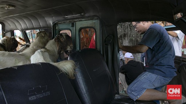 Menjelang Hari Raya Idul Adha 1447 Hijriah, aktivitas jual beli hewan kurban di kawasan Pasar Kambing Tanah Abang, Jakarta Pusat, mengalami peningkatan signifikan pada Selasa (26/5/2026). Sejak pagi hari, para calon pembeli mulai berdatangan untuk me
