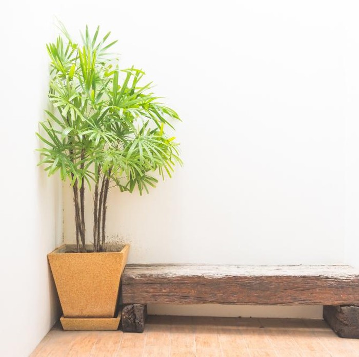 Salah satu tanaman pembersih di dalam rumah yang populer adalah Palem Bambu karena mampu membantu menyaring berbagai racun udara. Selain cantik, tanaman ini juga membuat suasana ruangan terasa lebih adem dan nyaman.
