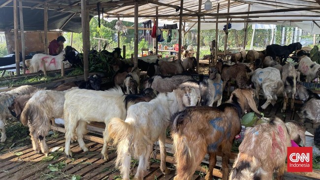 Sejumlah pedagang hewan kurban mengaku penjualan Iduladha tahun ini cenderung menurun hingga 60 persen dibandingkan tahun sebelumnya.