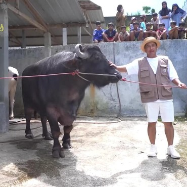 Penampakan 'Barong' Hewan Kurban Prabowo, Hitam dan Gagah dari India